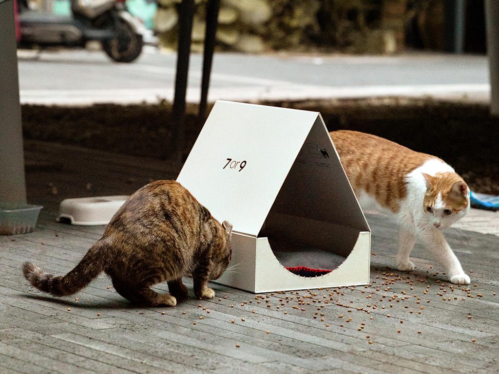Transform Boot Boxes into Cozy Cat Homes with 7or9